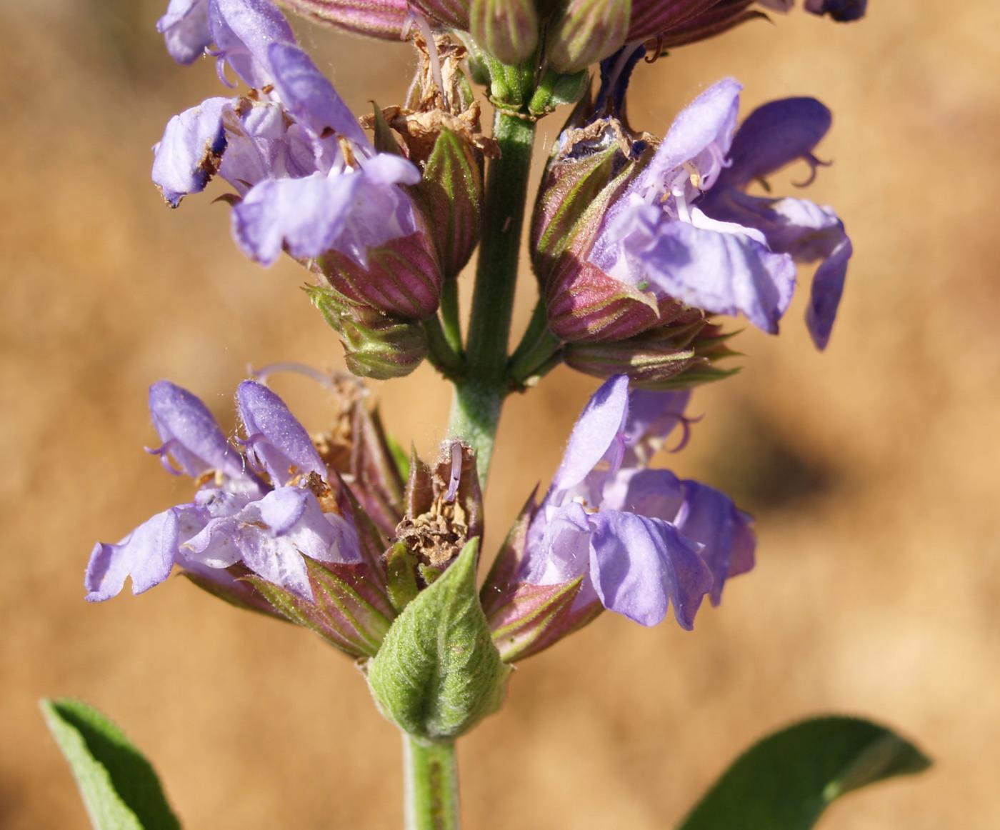 Sage flower